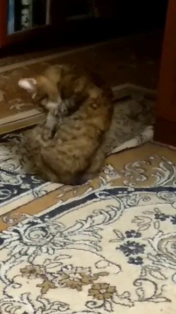 Видео Тиша умывается