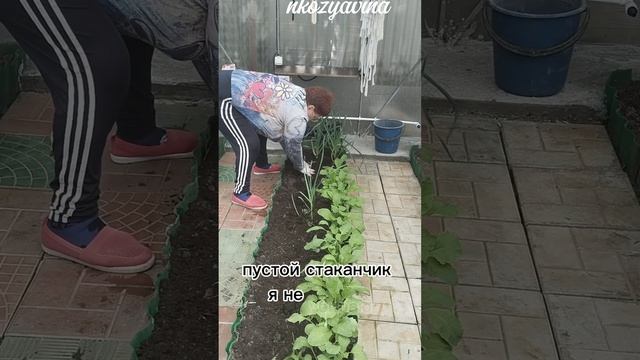 Уж очень любят это огурцы