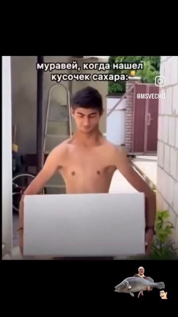 Муравей несёт сахар😂