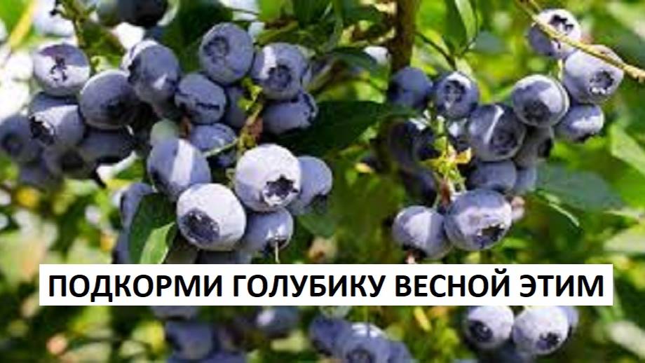 Всё о подкормках голубики.