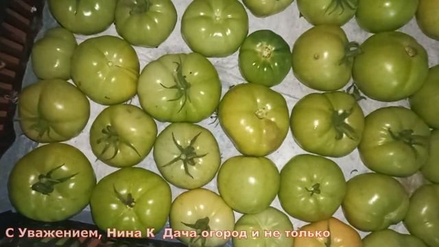 Помидоры после сбора не чернеют и не гниют! 4 рабочих способа уберечь урожай томатов