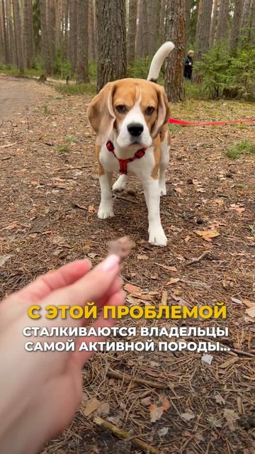 ВЫ ВЛАДЕЛЕЦ БИГЛЯ? 🐶