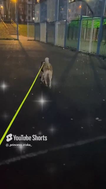 # хмурое утро# сонная собачка# так не охота идти гулять ей # но ведут 🥱.mp4