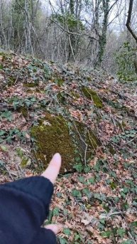 дерево ест камень #поход #природа #лес #travel