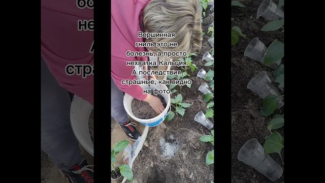 Сажаю ПЕРЕЦ и что кладу в лунку😊👍 Как всегда будет шикарный урожай💪😊