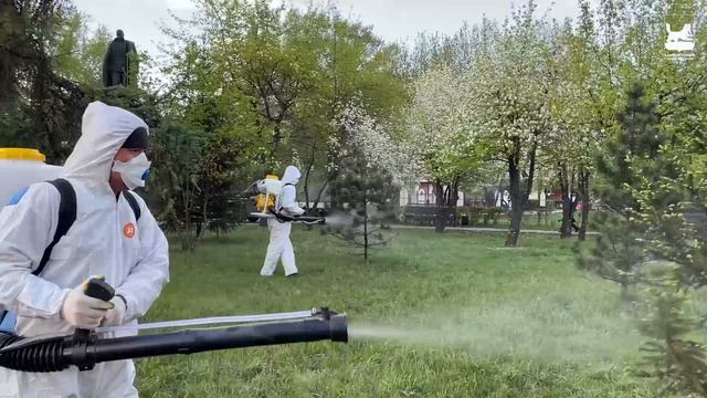 Обработка деревьев от горностаевой моли. Иркутск