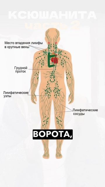 Всем привет-привет!
С вами снова Ксюшанита,
и я продолжаю проходить марафон «Сила лимфы»