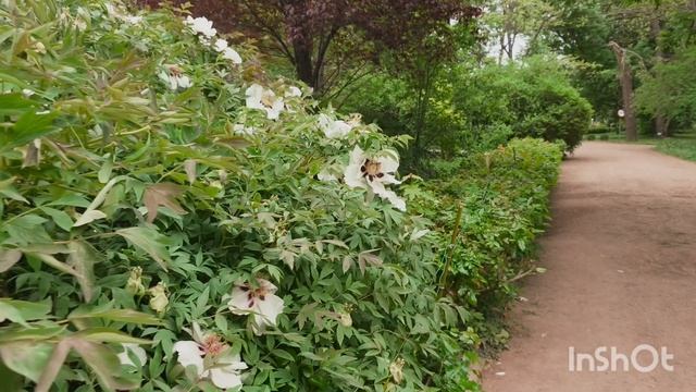 Древовидные пионы Симферопольского ботанического сада