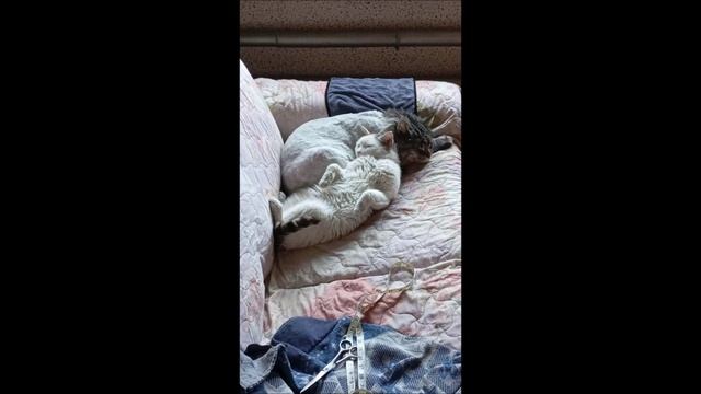 Кот. Парочка