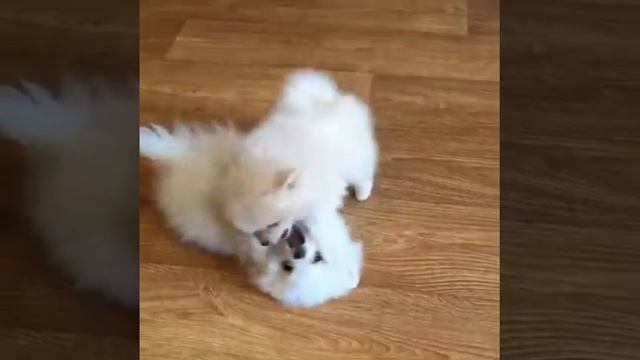 Щенки померанского шпица. Питомник Арт Симпатия.