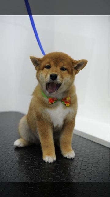 Funny Shiba Inu baby