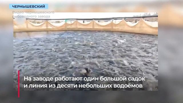 Чернышевский рыбоводный завод увеличит количество искусственных водоёмов