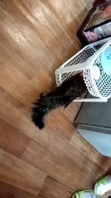 кошке одели шлейку