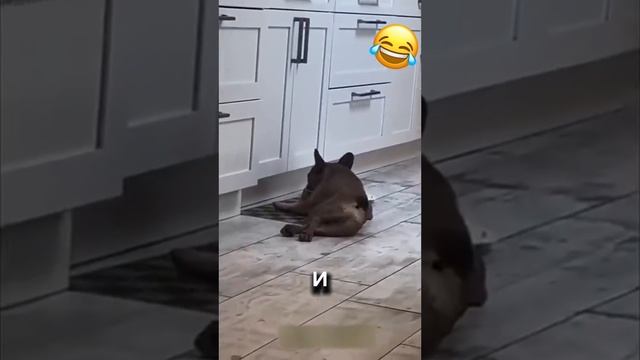 Любимые питомцы! 😘😁🤣