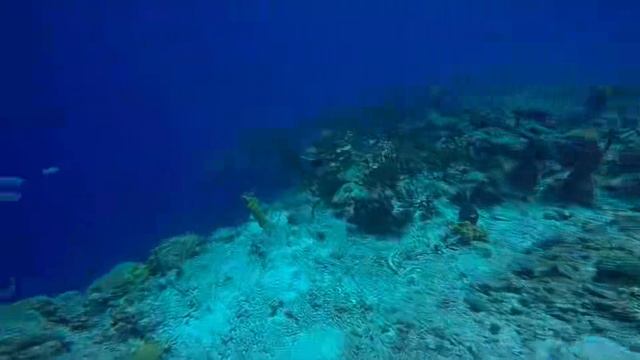 Дайвинг на Кубе 2025: Подводные сокровища Карибского моря!