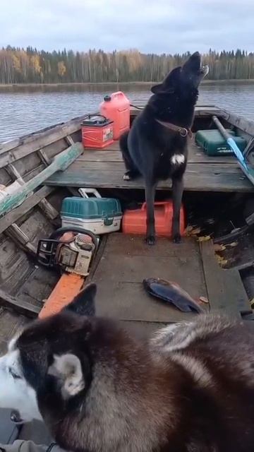 Сабаки запевалы до кандиции