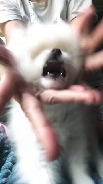 Мы не сдаёмся!))) #puppy #animal #шпиц #dog #щенок #померанскийщпиц #померанский #кусь #собачка