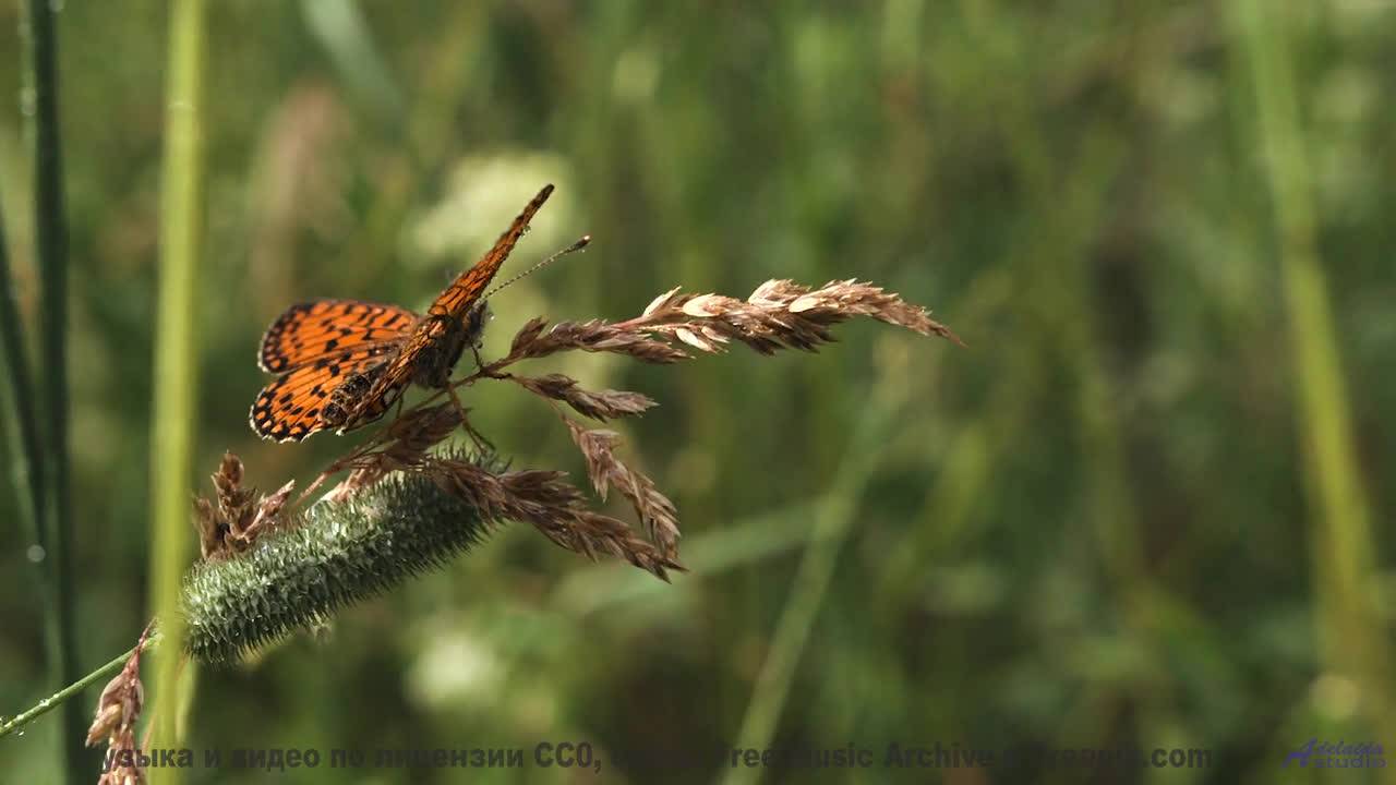 Этот клип - чистая гармония звука и мира - Hanging By a String -- Derek Clegg -- The Best Of Number