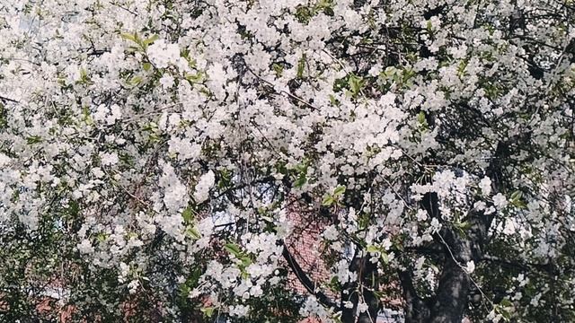 Цветение яблони, 15 мая 2025.