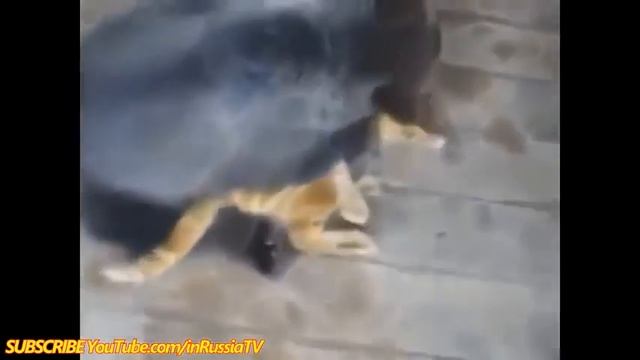 Смешные видео приколы про кошек! Видео  Кот против Медведя! Смешные медведи