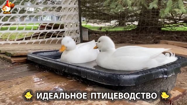Идеальное птицеводство достойно восхищения 🐓🦆🦢🦚🦃🐔 эпизод (212)