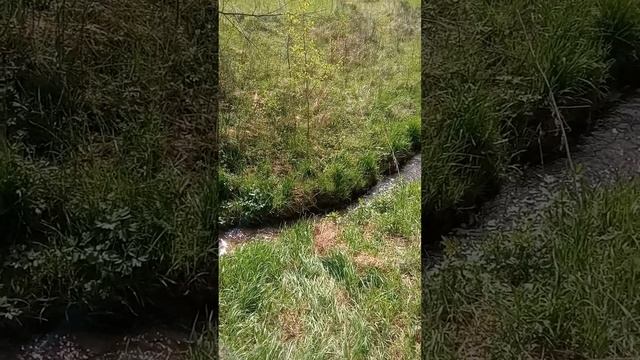 утренняя прогулка