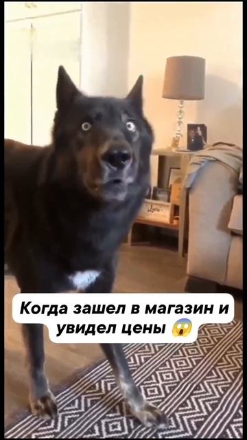 8045770771039