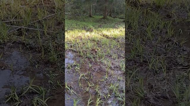 ВЕСЕННИЙ ЛЕС, ВОДОПАД.