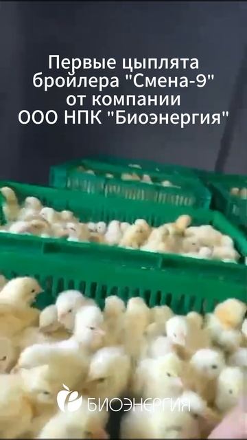 Бройлер кросса "Смена-9"