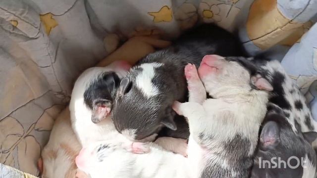 Щенки Вельш корги кардиган. Питомник "Ванс Хорс" #собак