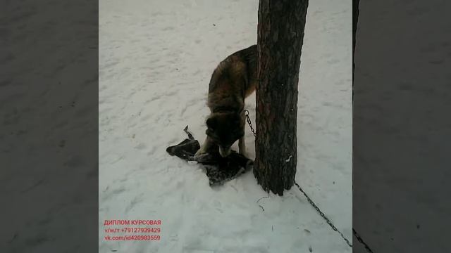 #ВолкВоланд опять съел ребёнка😅😂😀😁😘🤗😊😍❤️💖💘💕💞❣️💓