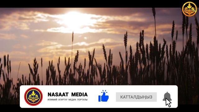 МОМУНДУН КАБЫРДАГЫ АБАЛЫ. ПЕРИШТЕЛЕРДИН СУРООЛОРУ.  Шейх Чубак ажы