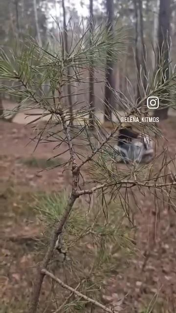 Мото