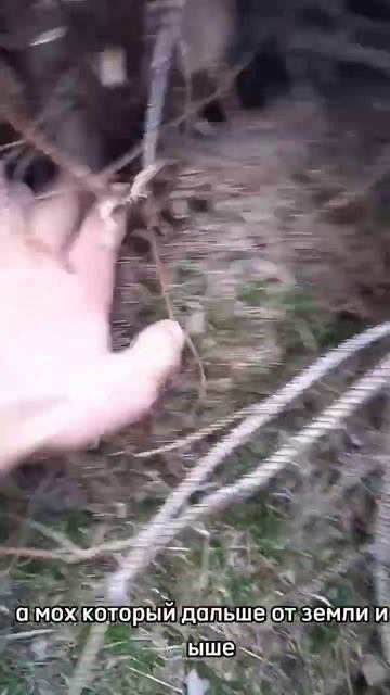 костер колодец #fireforest #camping #dog #fire #bushcraft #forest #survival #бушк?