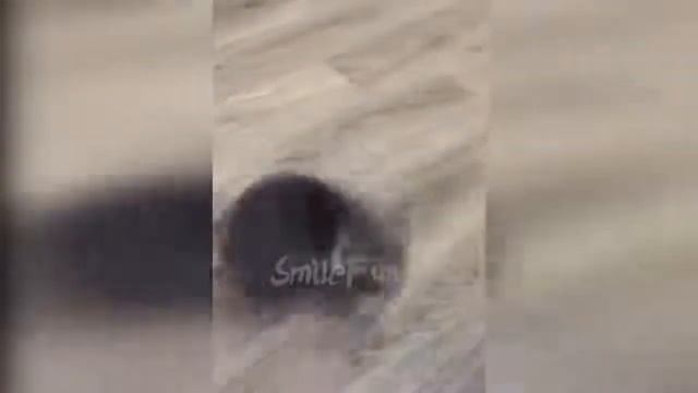 КОШКИ ПРИКОЛЫ С КОШКАМИ И КОТАМИ Смешные Кошки 2020 Funny Cats ДИРЕКТОР ТИК ТОК