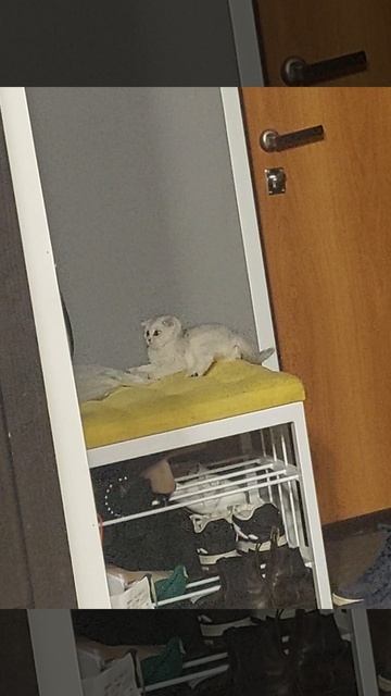 Серебристая шиншилла