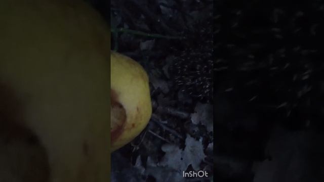 ищем ëжиков