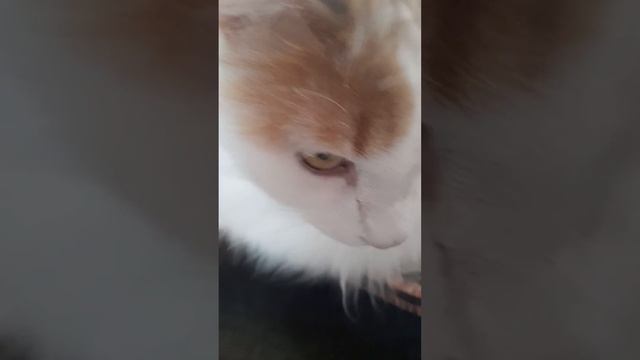 Мой любимый Снежок.