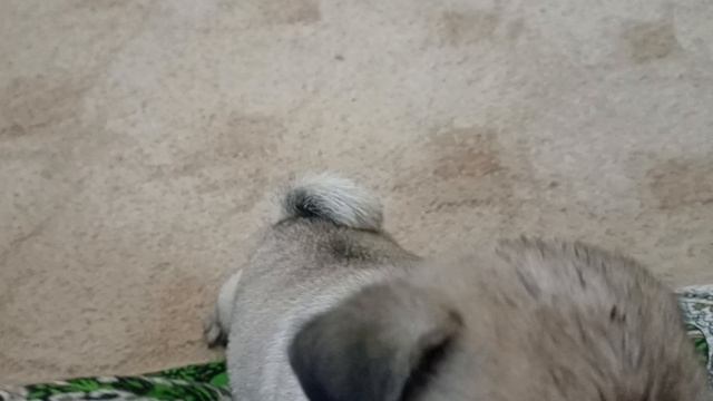 1001181520.mp4