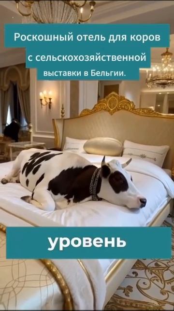 Отель для коров