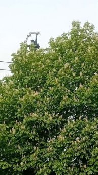 #Каштан цветёт. #Калуга 16.05.25