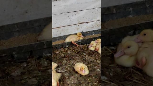 Уток не остановить🦆🦢