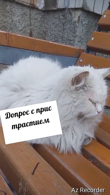 #котики #кошка #киса #домашниеживотные #кошки #пес #собакадругчеловека #собака #собаки #щенок #мимим