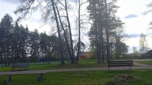 kul'turnyy dosug Прекрасный майский вечер в роще.