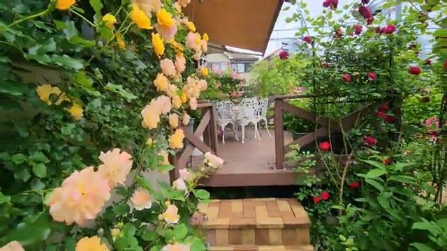 _Kubota___Open_Garden__Rose_Ga3.mp4