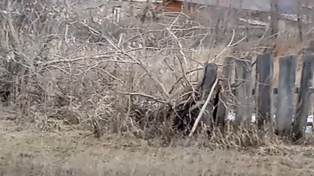 Село Безрукавка, рубцовский район.Весеннее половодье.