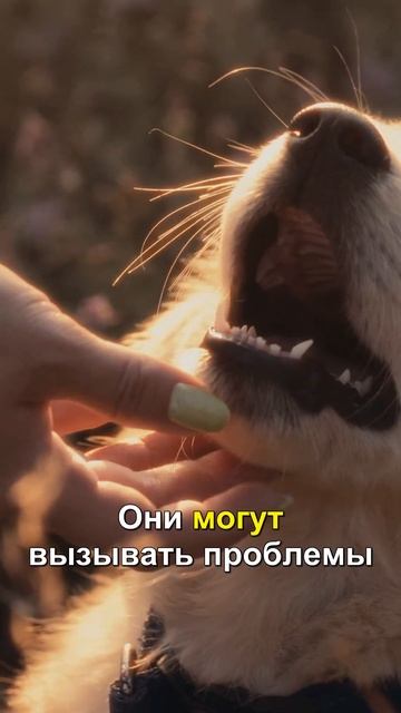 Опасные продукты для вашей собаки