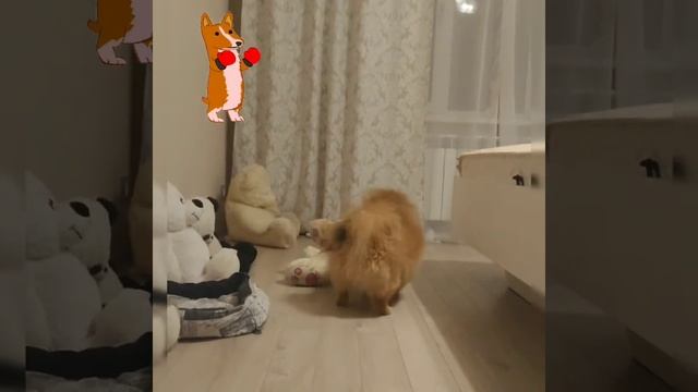 Шпиц против медведя 😀🐶🐾