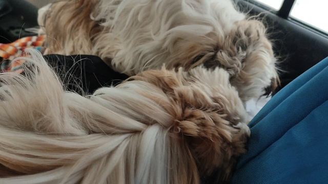 Я же сказал, я пить хочу!