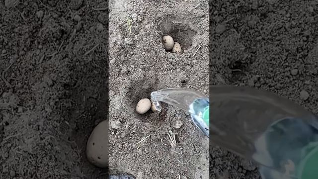Посадка картофеля шуруповертом